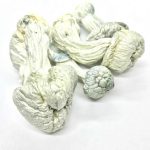 Buy Albino Penis Envy Mushrooms For sale Colorado.