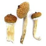 Buy Blue Meanie Mushrooms Online (Panaeolus Cyanescens)