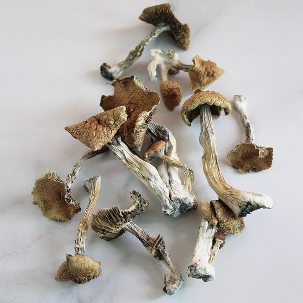 Buy Psilocybe Azurescens Mushroom for sale online Colorado