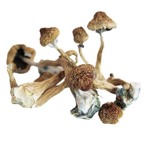 Buy Blue Foot magic Mushroom for sale online Colorado