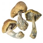 Buy Cambodian Magic Mushrooms Online.